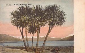 A Fine Cabbage Tree, New Zealand, Early Postcard, Unused