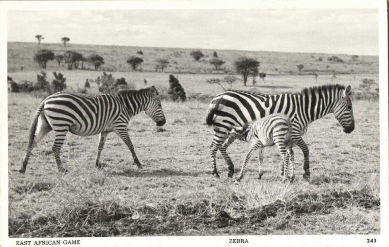 kenya, East African Game, Zebra (1950s) Skulina Pegas RPPC