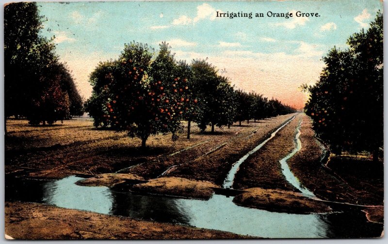 1910's Irrigating An Orange Grove Panama-California Exposition Postcard