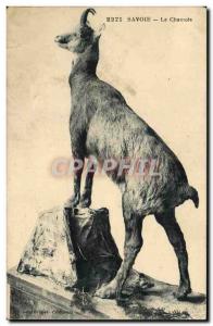 Old Postcard Savoy Chamois