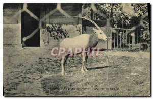 Old Postcard Paris Garden plants Scimitar-horned Oryx Senegal