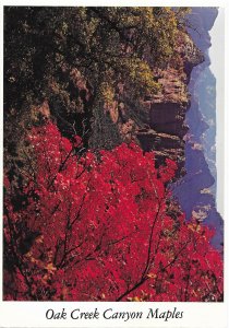 Oak Creek Canyon Colorful Red Maples in Fall near Sedona Arizona 4 by 6