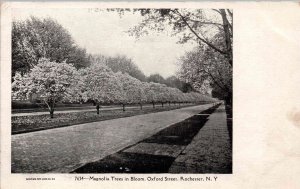 Rochester, New York - Magnolia Trees in bloom on Oxford Street - c1903