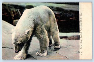 New York City New York Postcard Polar Bear Central Park Zoo Scene c1905s Antique