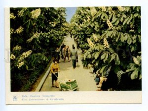 420285 UKRAINE 1963 year KIEV Chestnuts on Khreshchatyk Street postcard