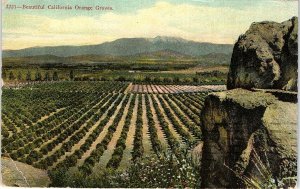 c1920 ONTARIO CALIFORNIA BEAUTIFUL ORANGE GROVES POSTCARD 41-301