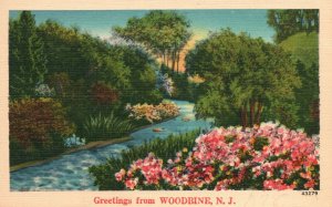 Vintage Postcard 1930's Greetings from Woodbine Borough Cape May County NJ