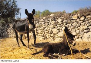 BF39577 cyprus types   donkey ane  animal animaux