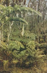 Hawaii Fern Forests On The Road To Kilauea Hawaiian National Park