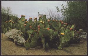 Prickly Pear Cactus Postcard