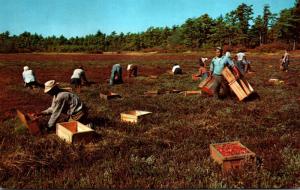 Massachusetts Cape Cod Cranberry Picking Time