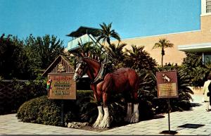 Florida Tampa Busch Gardens Main Entrance