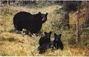 American Black Bears With Three Cubs