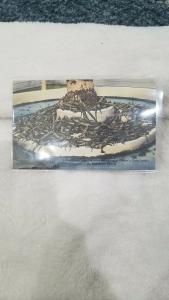 Antique Postcard, Young Three Year Old Baby Alligators, Casper's Gator Jungle