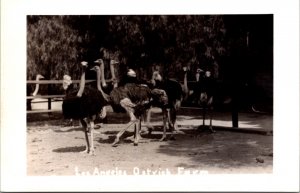 Real Photo Postcard Los Angeles Ostrich Farm California