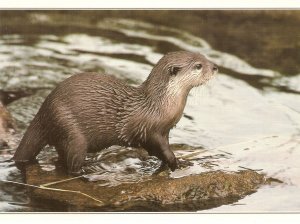 Animals. Otter Modern English  photo postcard