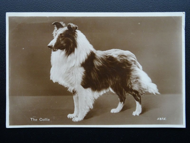 Dog Portrait THE COLLIE Scottish Origin c1930's RP Postcard by Valentine 5875
