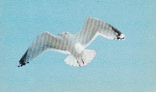 Birds Maine Sea Gull In Flight