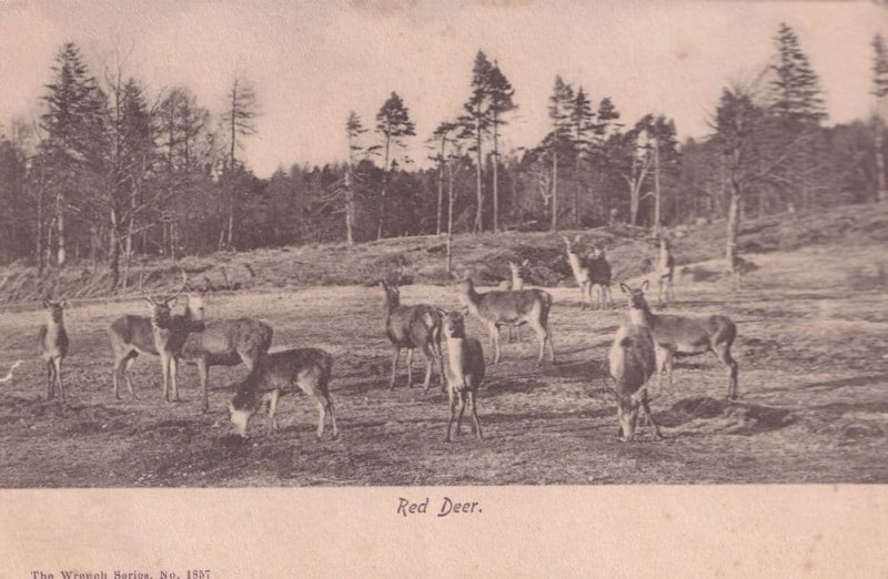 Birkenshaw Yorkshire 1902 Red Deer Christmas Greetings Postcard