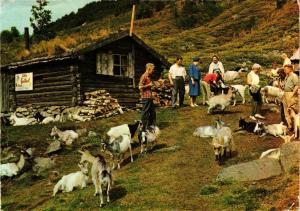 CPA AK Herd of goats at the out farm NORWAY (830076)