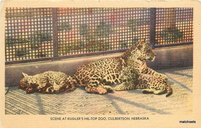 CULBERTSON NEBRASKA Kugler's HilTop Zoo postcard 2543 United States