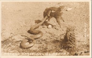 RPPC Vintage Real Photo Postcard Rattle Snake attacks Rabbit Doubleday PC-8