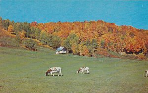 Canada Fall Colors Grazing Cows British Columbia