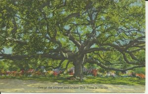 One Of The Largest And Oldest Oak Trees In Florida