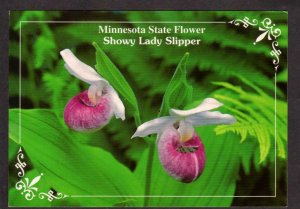 MN Minnesota State Flower Showy Lady Slipper Postcard Flowers Orchid Botany