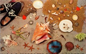 Sea Shell Pink Conch Of Queen Conch and Others Found In The Bahamas