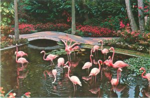 Flamingos at Sunken Gardens, St Petersburg, Florida, Chrome Unused