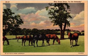 Postcard KY Horses grazing - Blue Grass scene in Old Kentucky