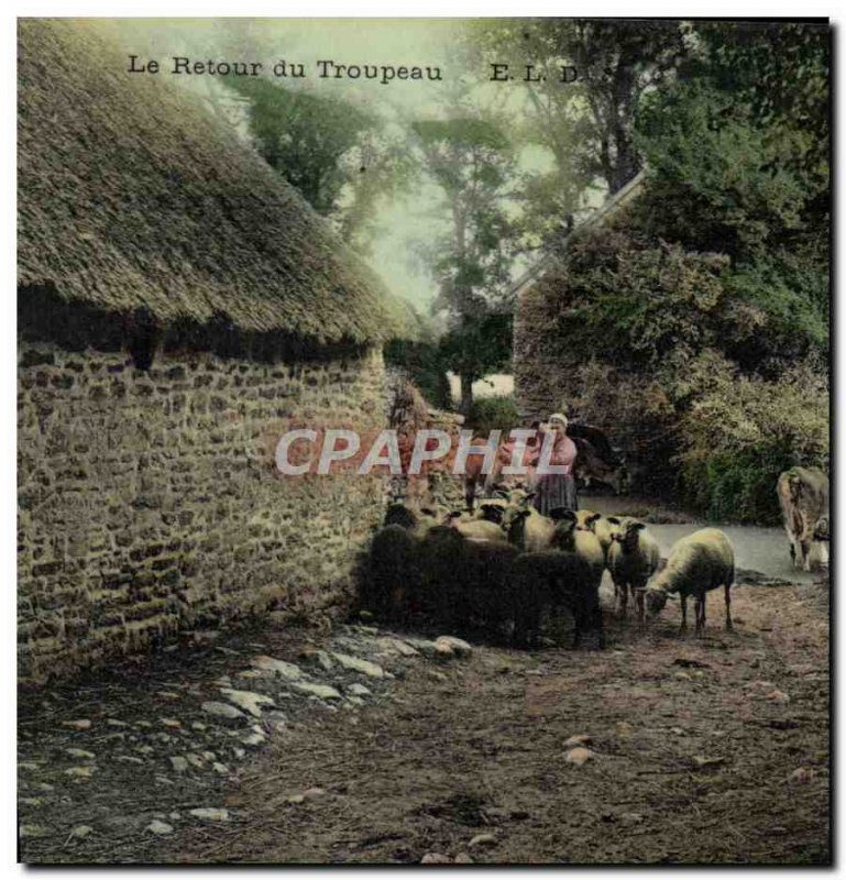 Old Postcard Folklore The return of the Sheep herd