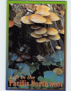 Postcard Mushrooms, Life in the Pacific Northwest