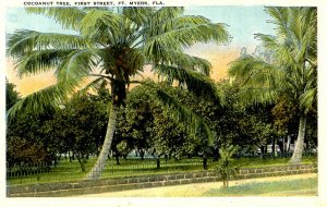 FL - Fort Myers. First Street, Cocoanut Tree