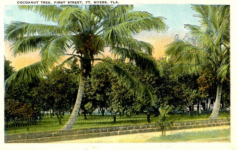FL - Fort Myers. First Street, Cocoanut Tree