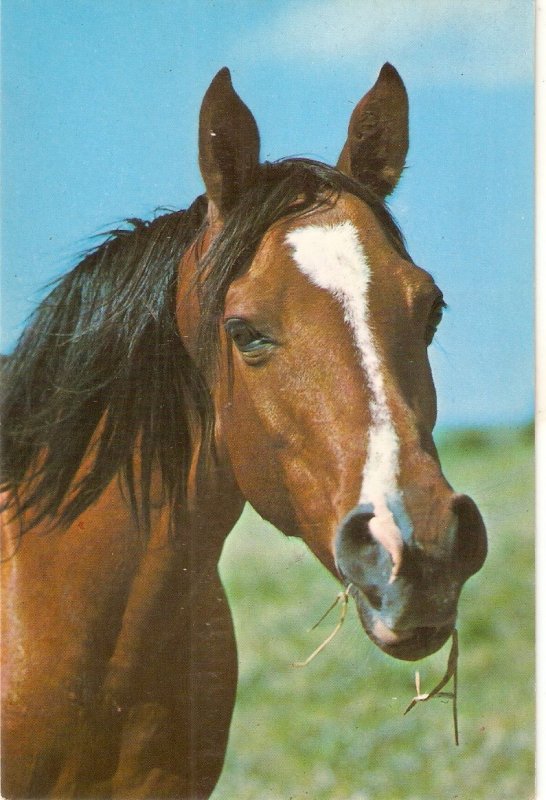 A Horse Nice modern Spanish  photo postcard