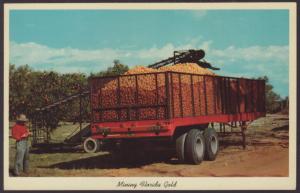 Mining Florida Gold,Orange Harvest Postcard