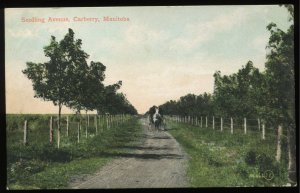 Seedling Avenue, Carberry, Manitoba, Canada. Valentine Co. for Canadian Pacific