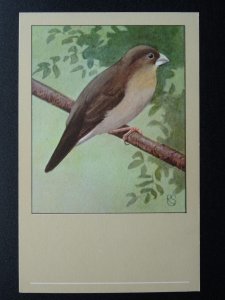 Bird Theme AFRICAN SILVER BILL c1950s Postcard by P. Sluis Series 6 No.61