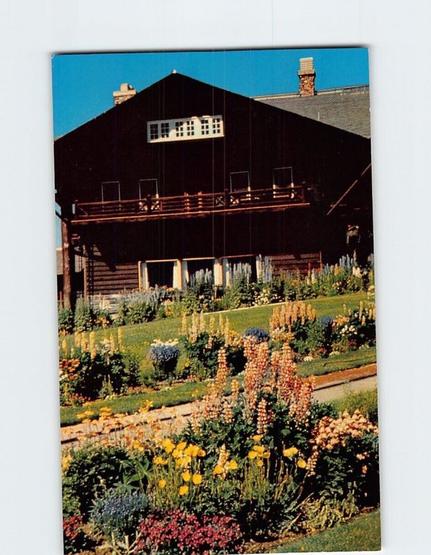 Postcard Lupine Glacier Park Lodge Glacier National Park Montana USA