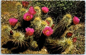 Postcard - Strawberry Hedgehog Cactus