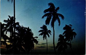 Sunrise Florida FL Seacost Postcard VTG UNP Vintage Unused Chrome 