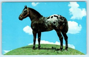 MEXIA, Texas TX ~ Schulte Ranch TOP O' THE WORLD Appaloosa Horse c1960s Postcard