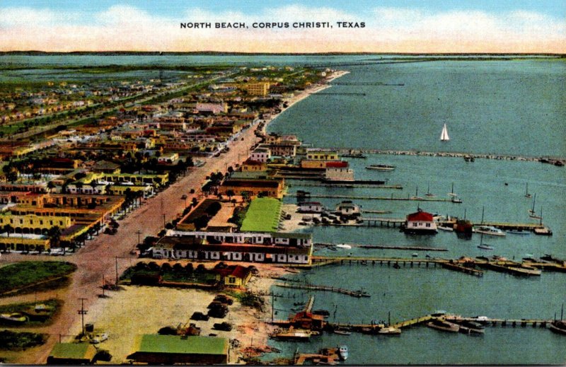 Texas Corpus Christi Birds North Beach