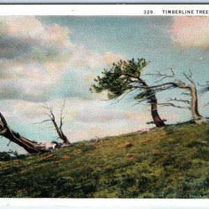 c1930s CO - Colorado Timberline Trees PC Continental Divide Rocky Mountains A324