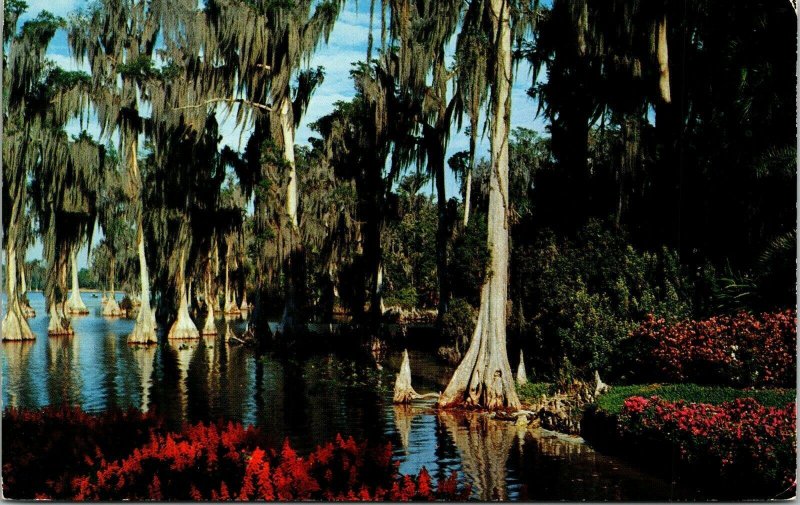 Cypress Trees Lake Eloise Florida Gardens Flowers South Koppel Vtg Postcard UNP 