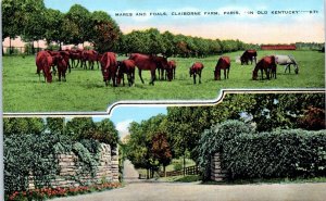 1940s Mares and Foals Claiborne Farm Paris Kentucky Postcard