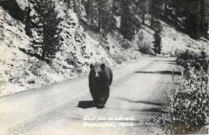 Engadine Michigan~Bear Out for a Stroll~Lumbers Down Middle of Highway~1935 RPPC