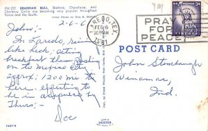 Brahman Bull Postcard